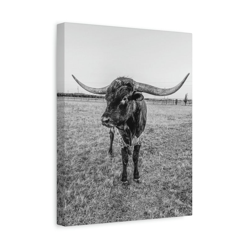 B&W Longhorn Bull Vertical Canvas