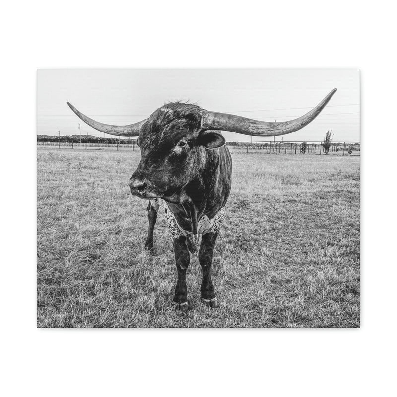 B&W Longhorn Bull Horizontal Canvas