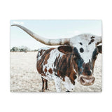 Charlotte The Longhorn Cow Horizontal Canvas