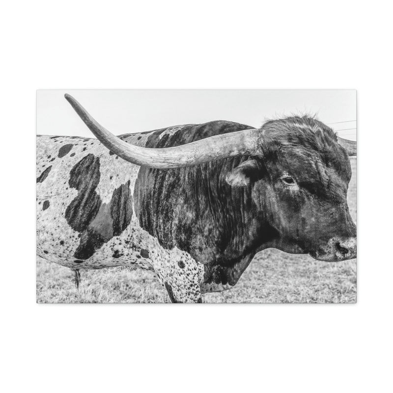 B&W Longhorn Bull Canvas