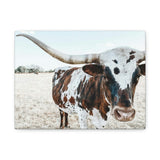 Charlotte The Longhorn Cow Horizontal Canvas