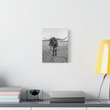 B&W Longhorn Bull Vertical Canvas