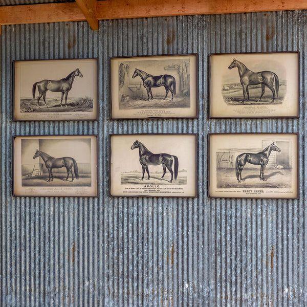 Prized Race Horse Framed Prints- Set of 6