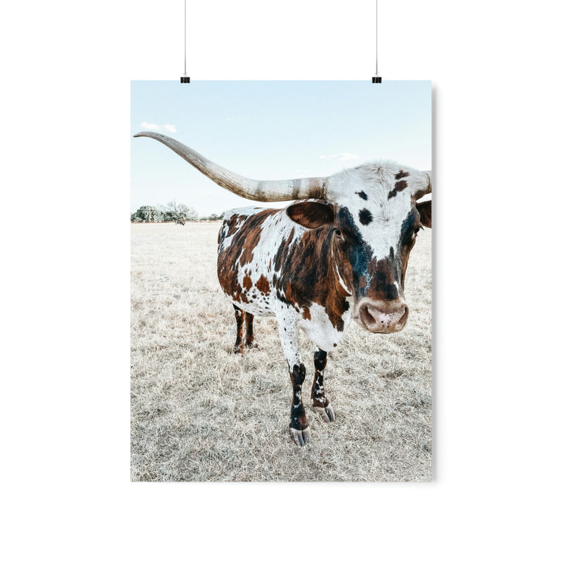 Charlotte The Longhorn Poster 18x24