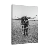 B&W Longhorn Bull Vertical Canvas