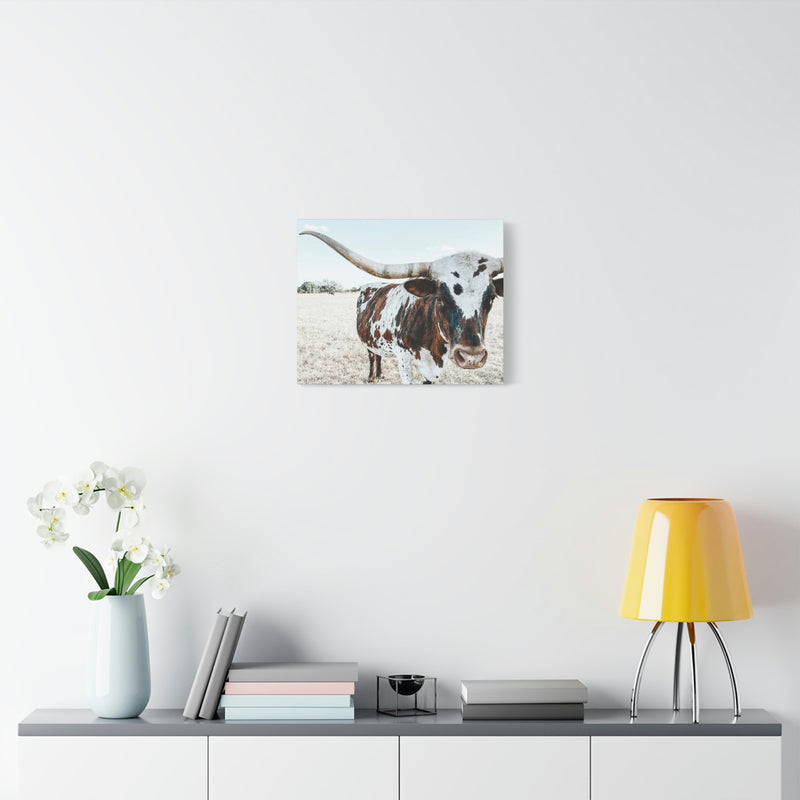 Charlotte The Longhorn Cow Horizontal Canvas